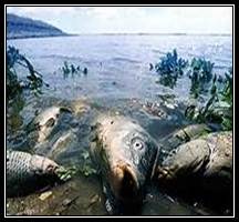 ��������: http://library.brstu.ru/static/exhibitions/eco_130513.files/image032.jpg